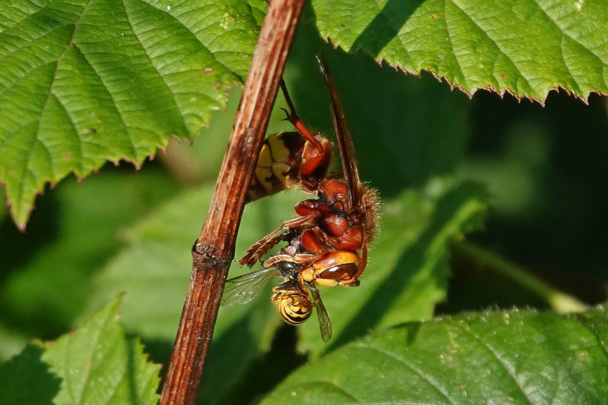 Jeff Cox tweet media