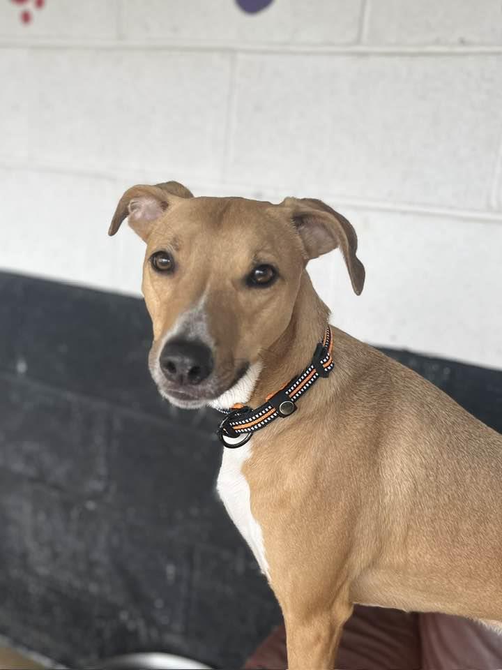 Please retweet to help Bruce find a home #LANCASHIRE #UK Lovely Lurcher aged 3, his best friend has already been adopted 💔 He can live with children aged 7+ and with another dog🐶✅ DETAILS or APPLY 👇 bleakholt.org/lancashire-ani……… #dogs #Burnley #Lancaster #Blackpool #Preston