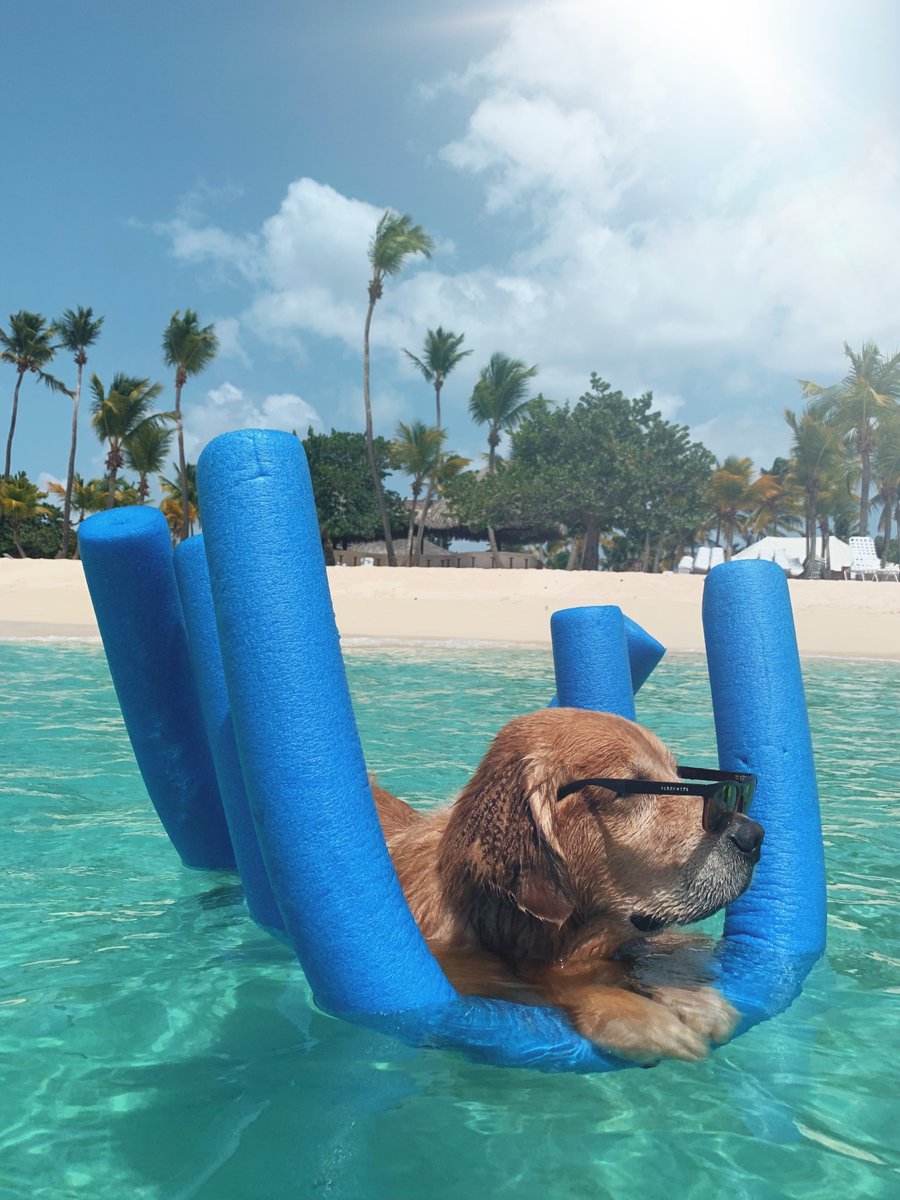 PetANtastic's tweet photo. This is how we should all spend our weekends, not a care in the world🌞

#pettastic #petantastic #smallbusiness #happy #saturday https://t.co/rUQMwFoZ7u