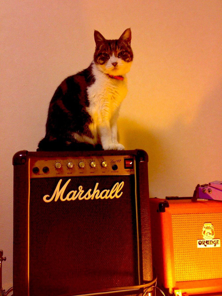 ndemaz's tweet photo. タイトル『マーシャルと猫』
　
#老人と海みたいに言ってみた 
#Marshall 
#Lead12 
#リトルJCM800 
#1983年製Rシリアル https://t.co/sqhH2VP2YP