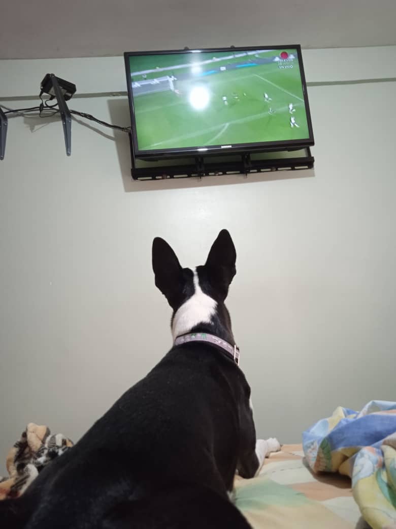 walteriban2's tweet photo. @Teledeportes_10 @Canal_Televen @CDominguesP @AnthonyAbellas @AlfredoCoronis Buenos días, saludos desde San Cristóbal, full sintonía, por aquí ligando a Colombia https://t.co/ERVOLRmvMM