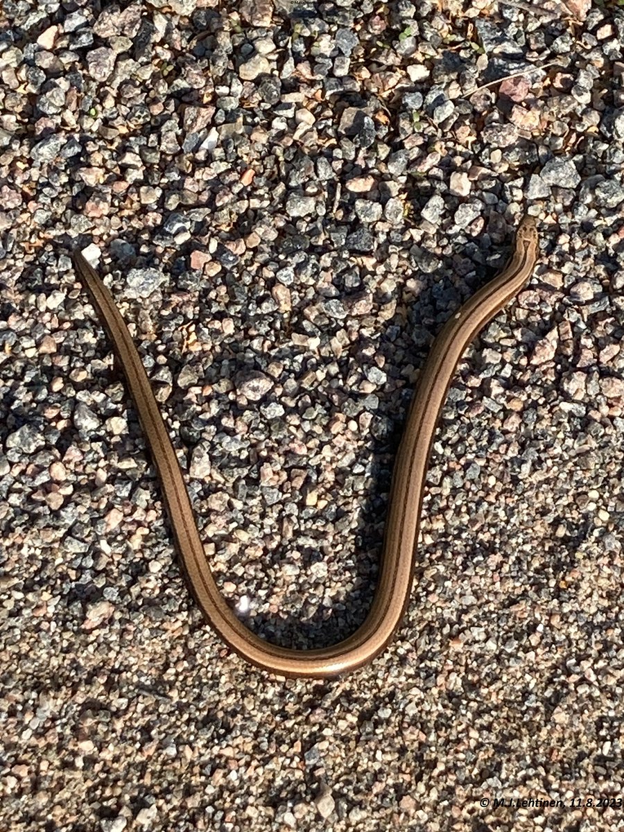 GeominMjl's tweet photo. #Vaskitsa (#kopparödla, #Slowworm, #Blindschleiche (Anguis colchica/Anguis fragilis), #lappeenranta , #SouthKarelia. #Finland, 11.8.2023. #animals #lizard #jalatonlisko,#ödlor #Schleichen #NaturePhotography https://t.co/QjbeJ7c3Uc