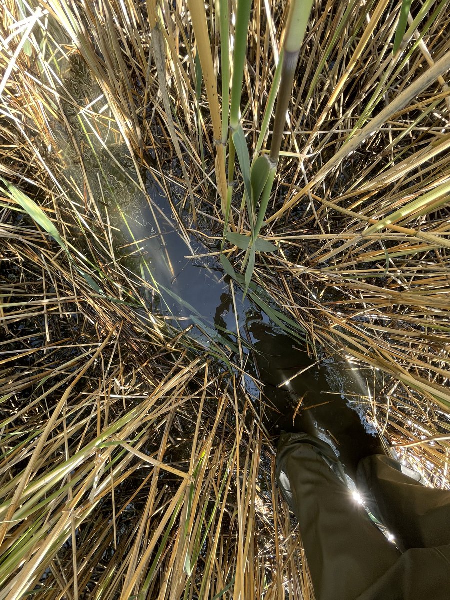 AlcaFiseru's tweet photo. How much reed is too much reed? 🤔  Thank you for the opportunity to have an internship with the amazing team led by @informedbirds in Helsinki. 🤩 I took away valuable experiences and tried a different fieldwork.
Thanks to my team @Cke_CZ and @EUErasmusPlus for their support. https://t.co/iPQ75cc49m