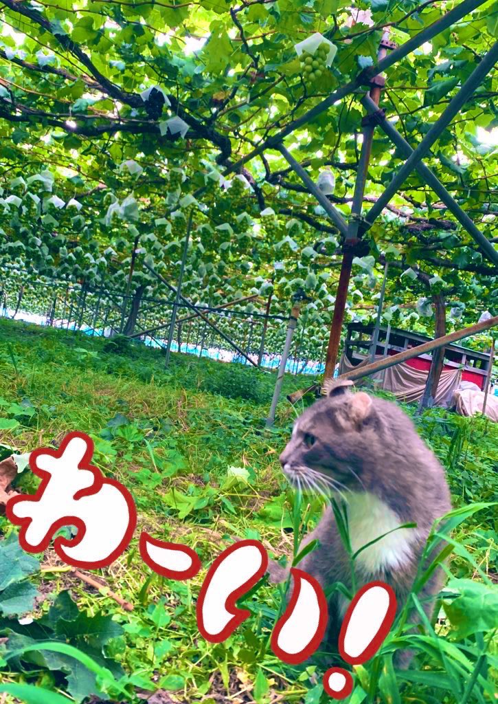 2100housekibako's tweet photo. 先行予約ハウスシャインマスカットの発送作業もラストスパート❗️
感謝を込めて第２５２回プレゼントキャンペーンを開催します✨

🍇応募方法🍇
フォロー＆このツイートをRT
〆切は１３日
日曜日２４時まで

初物 ハウス
【シャインマスカット粒 １ｋｇ】
抽選で限定３名様に〝完全無料〟でプレゼント🎁 https://t.co/7rAG6DLseo