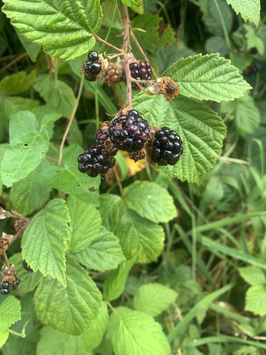 c_donal's tweet photo. Lots of these are out now great for helping you reverse #T2DM full of fibre and taste. Eat as you walk, mix with full fat yoghurt or heat in pain and pour over yoghurt , fold through whipped cream. Wonderful sustainable , free food. #hope #killhunger #metabolichealth https://t.co/FI2reLNlXd