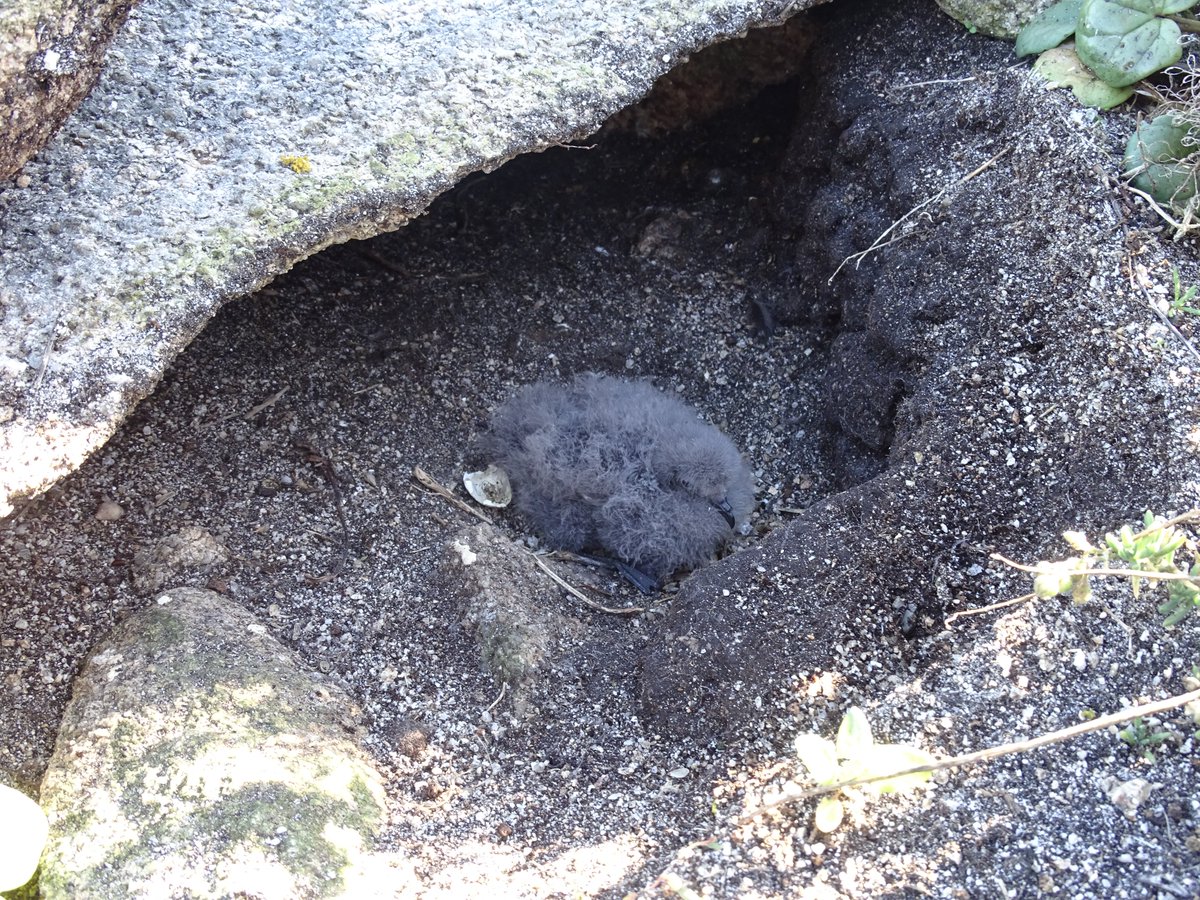 bernard_cadiou's tweet photo. 1/2 breeding success expected to be low or very low for #stormies in #Molene archipelago: abandonned eggs and dead chicks recorded, probably effect of warmer SST and additionnal impact of storm 'Patricia' with submersion of tens of breeding sites... https://t.co/kXnJyWAXcP