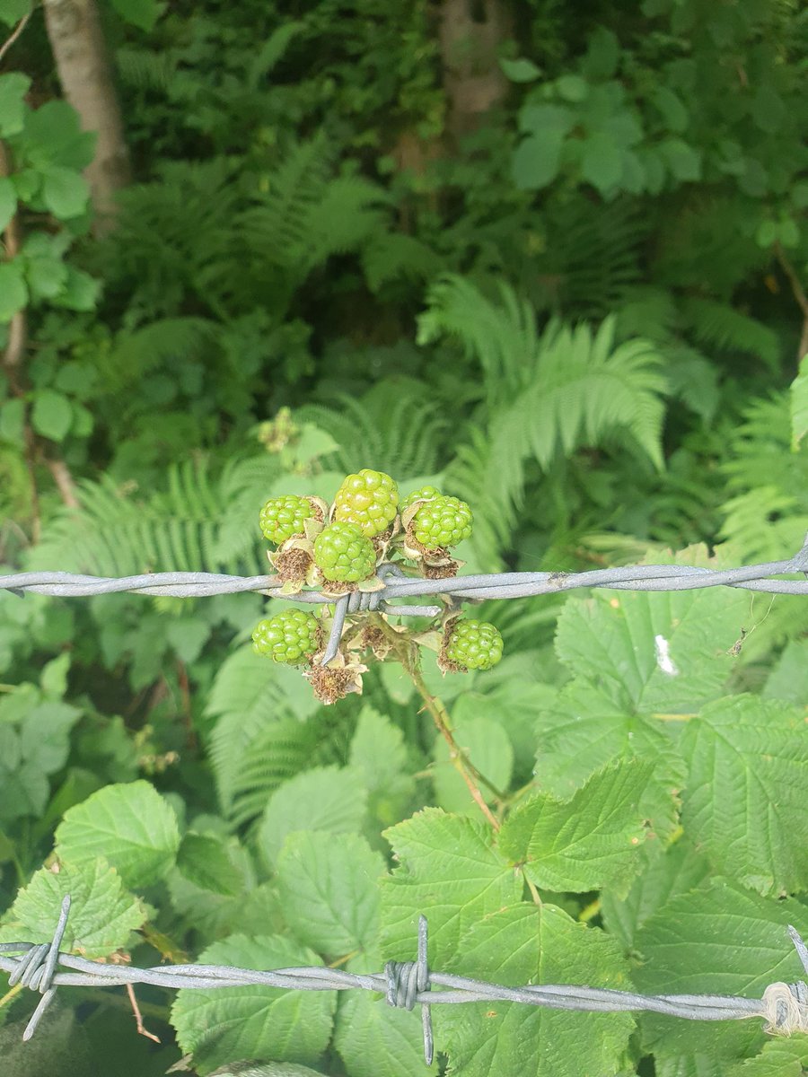 SarahSternWritr's tweet photo. Almost blackberry season! So so so looking forward to this https://t.co/HlMMQ7Dazp