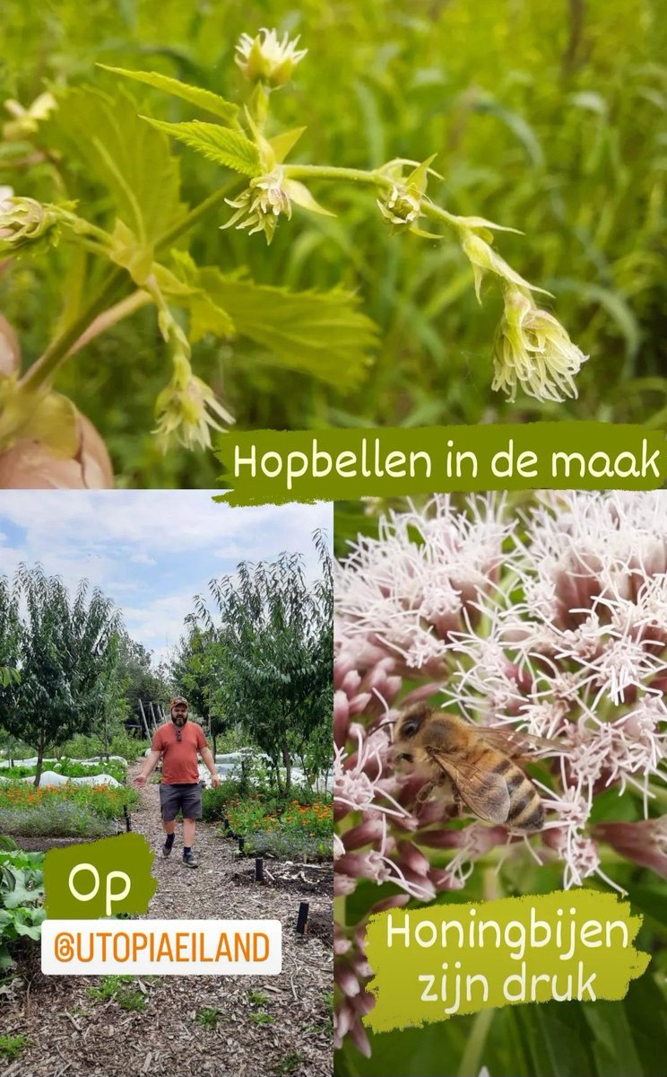 BrouwerijStijl's tweet photo. Utopia Eiland is echt een paradijs in het centrum van Almere. In de Stijl Hoptuin worden de eerste hopbellen zichtbaar. Het zoemt er van de honingbijen en alles groeit en bloeit in de stadstuinen.
#UtopiaEiland #Almere https://t.co/Aev7mvMFAj