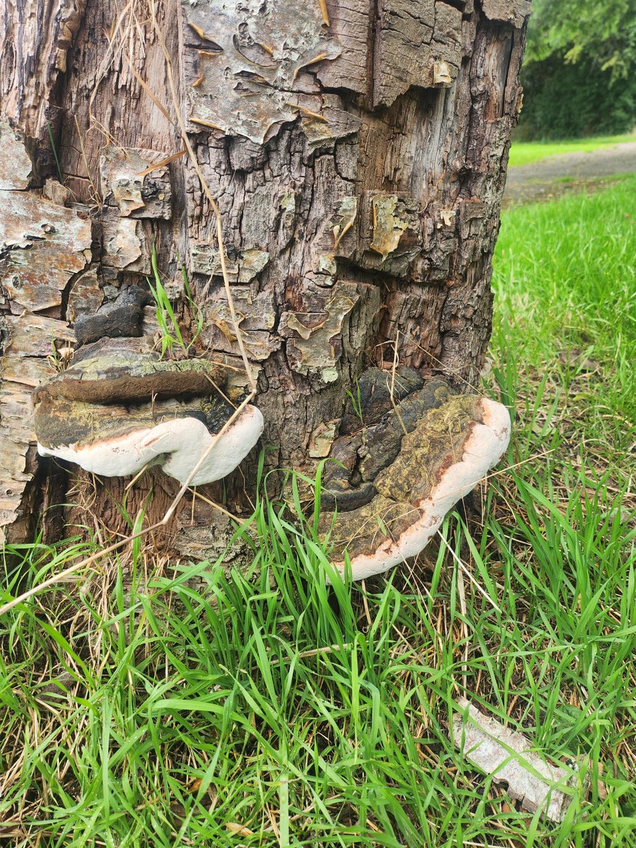 whitedruid3's tweet photo. This fungus when dried out completely then fluffed up with a knife makes excellent tinder for fire lighting. https://t.co/1xRdzd5fkj