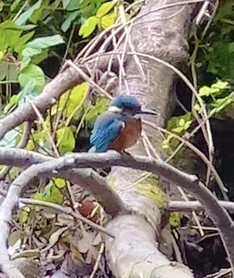 andyneal's tweet photo. Kingfisher - another video from this morning.

Video by Andy Neal

#kingfisher 
#kingfishers 
#kingfisherphotography https://t.co/tt1CJSAAbd