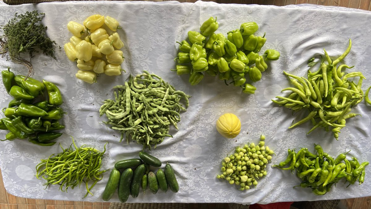 SelinGuneytepe's tweet photo. That is how I explained my mom what cell sorting is... (and how FSC/SSC works). Melon seems to be an outlier. https://t.co/5zPNklzJtV