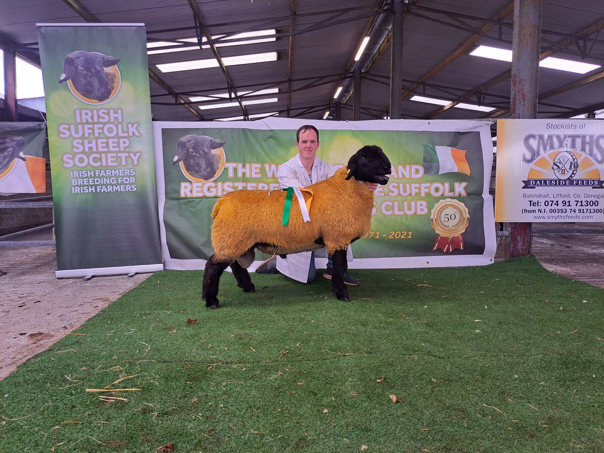 Reserve Supreme Champion Bred by Matt Pearse