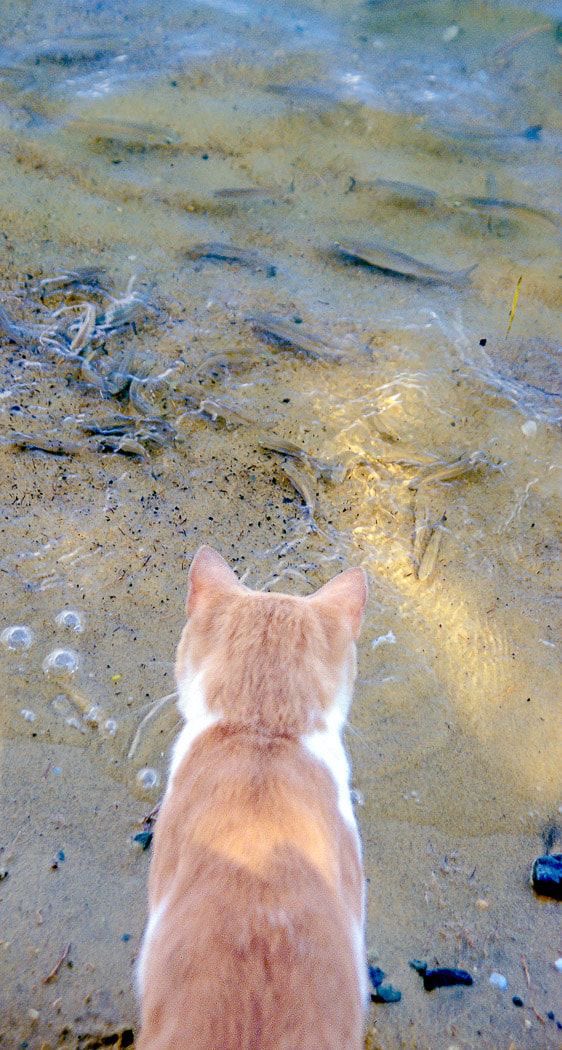 clasicasIEDA's tweet photo. Sérifos. Con gatito. 
Yo ❤️🇬🇷.
#ieda https://t.co/mon71Hj8lM