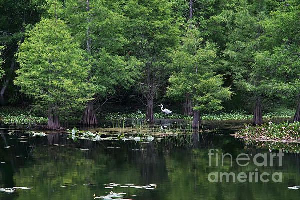FLai1234's tweet photo. New artwork for sale! - "Serene Florida Wetland" -    https://t.co/dpruS6mUBq
#photography #naturephotography #florida #bird #birds #birdphotography #birdwatching #wetland https://t.co/wbblBng86T