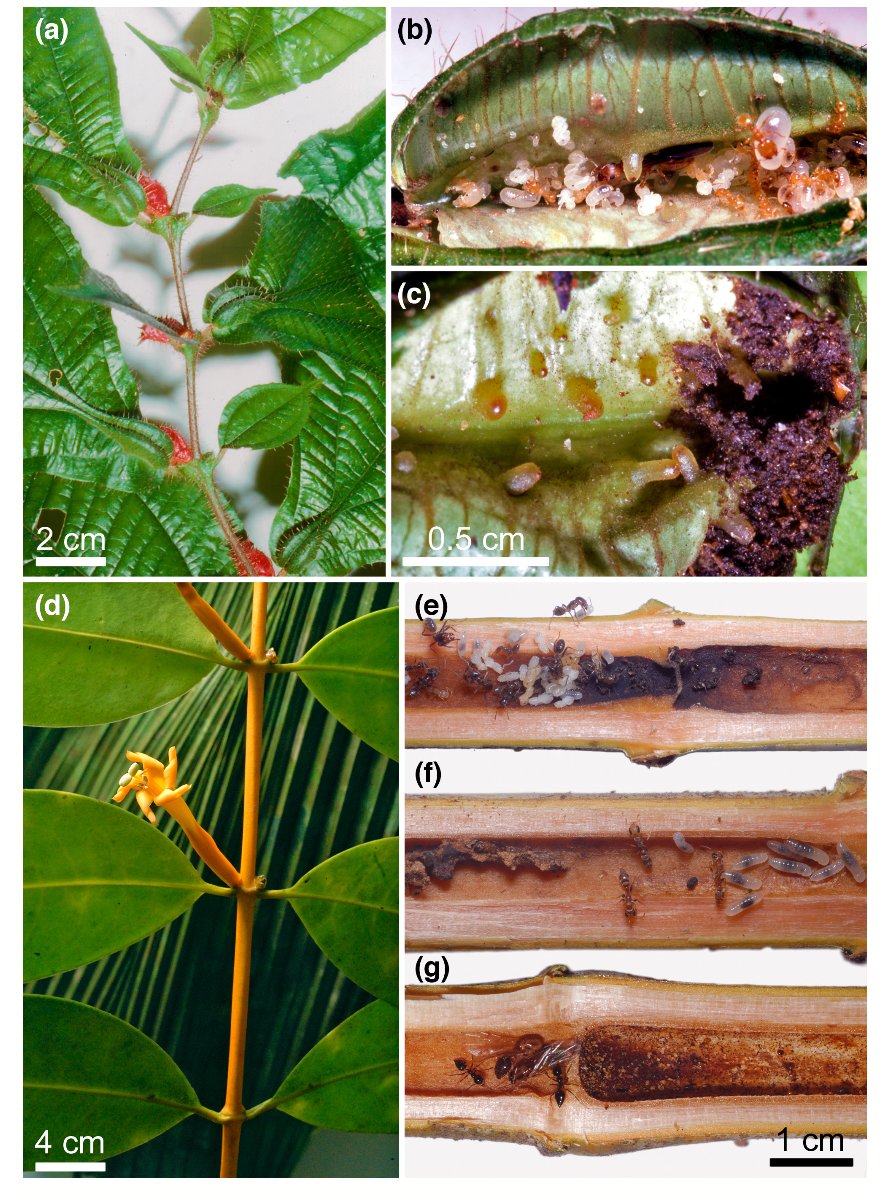 XimCerda's tweet photo. An extraordinary and very original review about Mutualistic interactions between ants and fungi published by Alain Dejean (Univ Toulouse 3 and EcoFoG Guyane) and collaborators in Ecology and Evolution  https://t.co/OZq48OgyxG https://t.co/HH66GQi355
