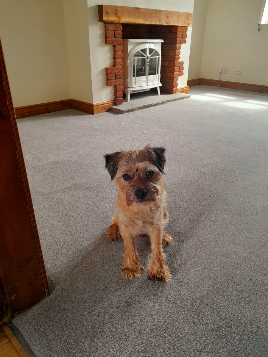 It's okay pals, we can cancel dogline. We have new carpets so no more concrete floor making me tootsies cold. What a week of cruelty that was😠🥶
#BTposse