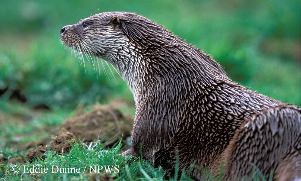 Great start to <a href="/HeritageWeek/">National Heritage Week</a> in Ennistymon this morning. 

Wonderful family event which explored the amazing world of otters on the Inagh &amp; Ballymacraven rivers. 

Big Thank You to the amazing young (&amp; not so young) participants &amp; to fab <a href="/InlandFisherIE/">Inland Fisheries Ireland</a> staff &amp; to the <a href="/Fallshotel/">Falls Hotel & Spa</a>