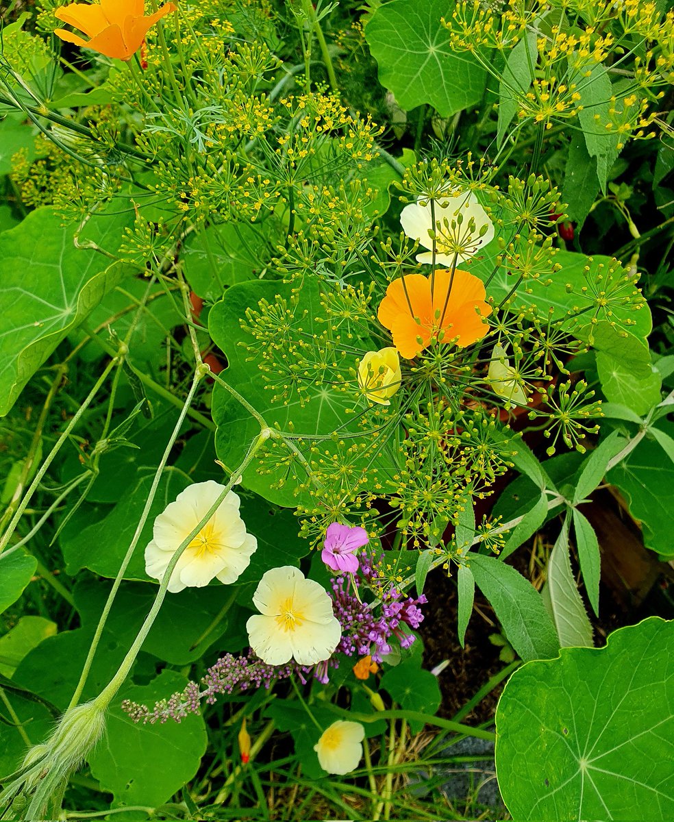 Love the way this corner of a flower bed has come together. Wildflower seeds, nasturtium, buddleia &amp; some dill from the living herb section of the supermarket. It was going over &amp; I wasn't going to use it for cooking so I popped it in a pot &amp; nestled it in. Insects love it all 🙂