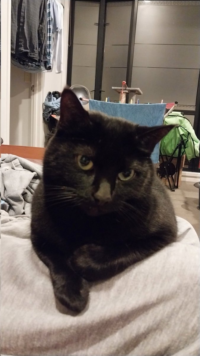 MichelleOtheCat's tweet photo. I'm so fancy https://t.co/aUyvmeeFXb