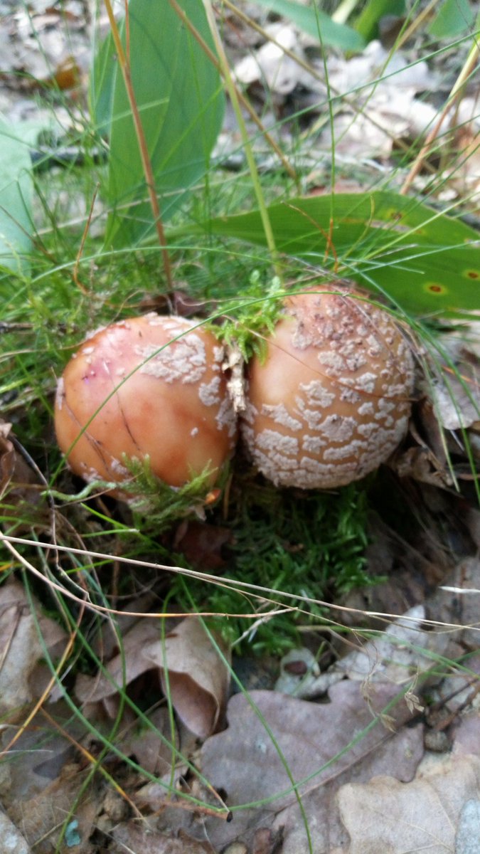From todays wonderful hike. #Pilze #Mushroom #Fungi