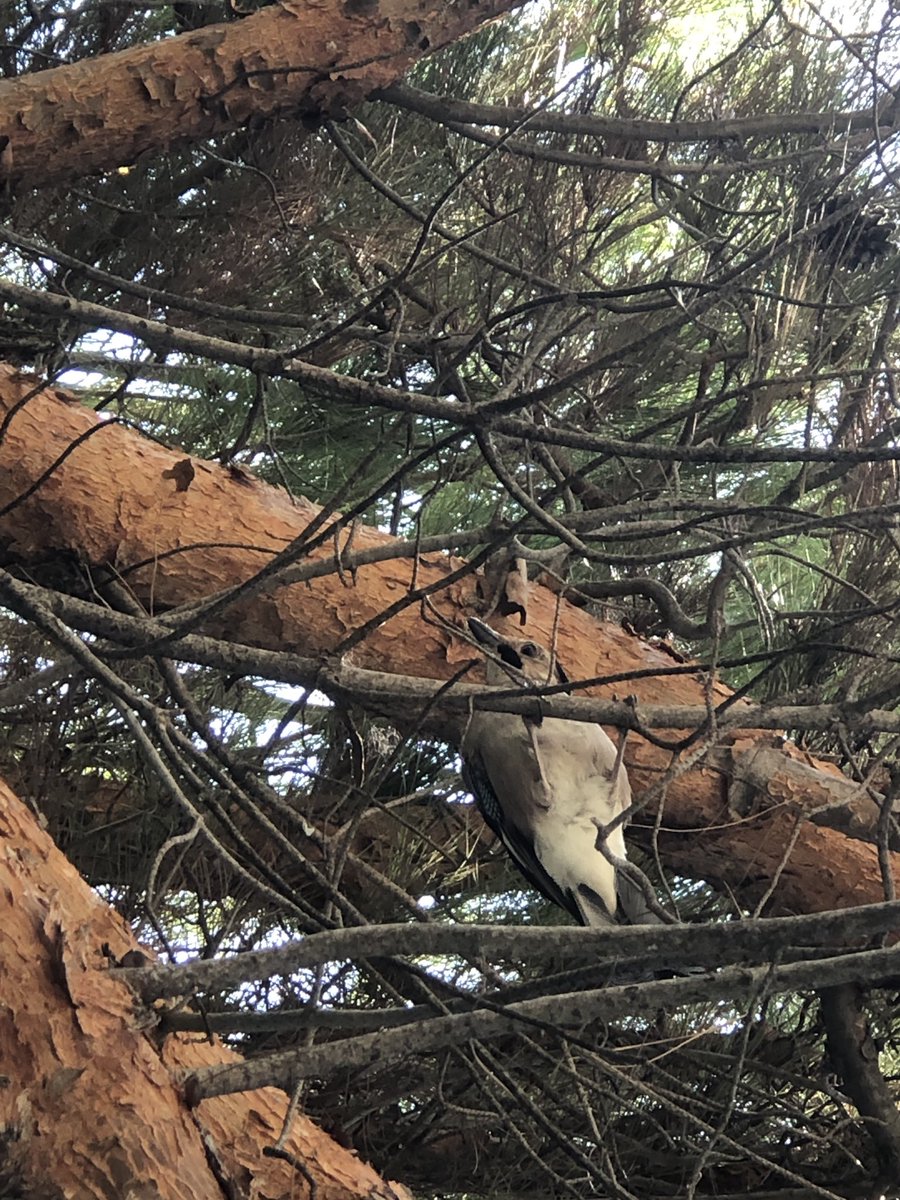 kgndgnn's tweet photo. @PedramTurkoglu çok güzel ve özel bir ötüşü var kesinlikle, türü nedir acaba? 😊 konum fethiye https://t.co/spPPVQUVRy