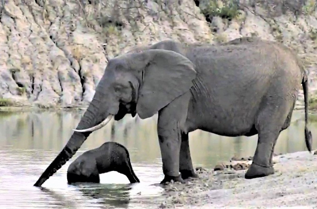 Chemelmar's tweet photo. Hi to all on #wildearth on this #Caturday
#LionFest
#WorldElephantDay
oh my!๐ https://t.co/PjL9PpizoN