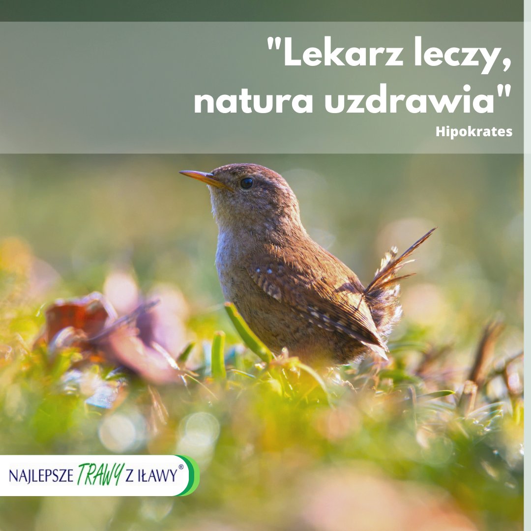 Rolimpex's tweet photo. #naturauzdrawia https://t.co/te6G8KuWB5