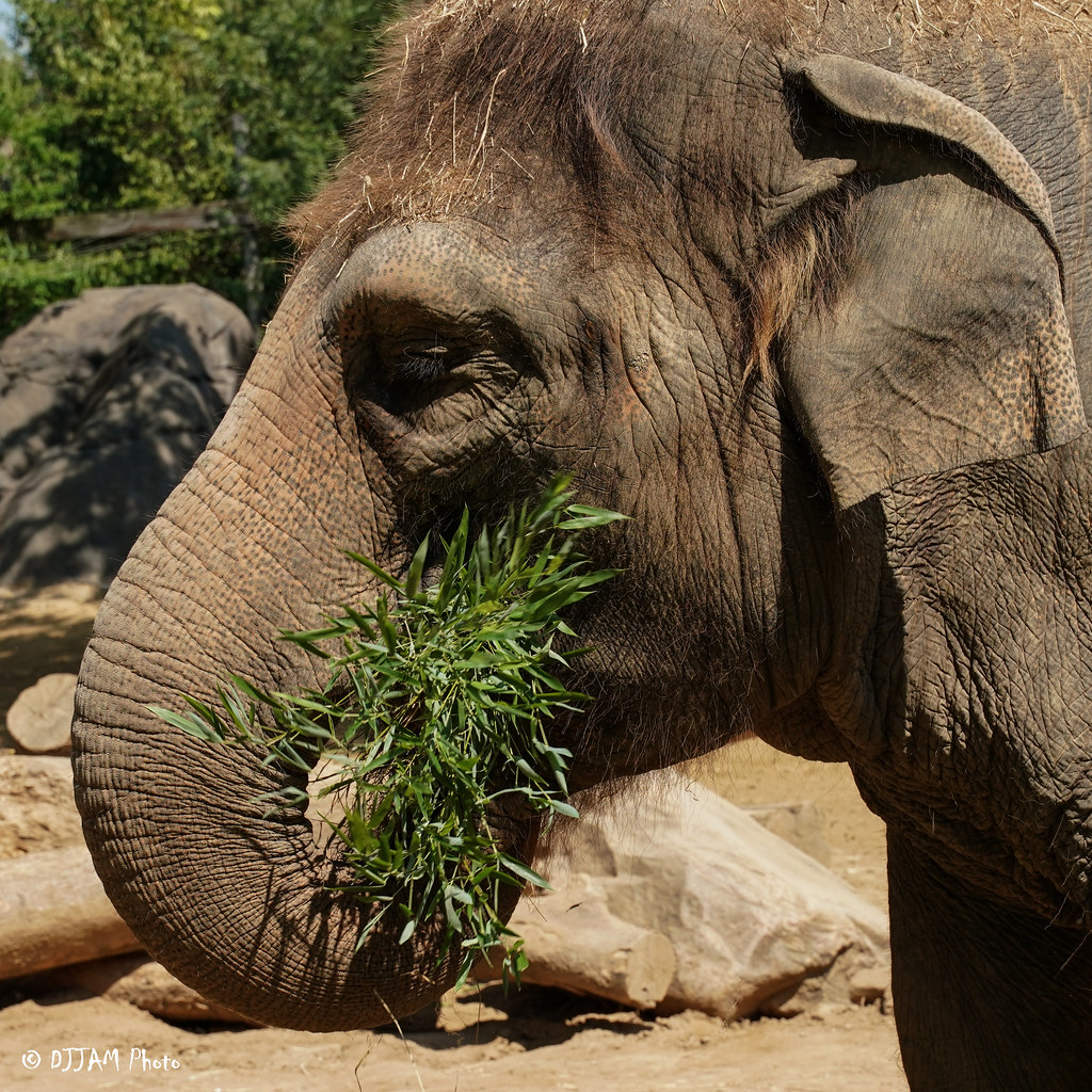 CincinnatiZoo's tweet photo. Today is World Elephant Day! There are <50k Asian elephants in the wild. Populations are declining due to habitat loss &amp; fragmentation, human–elephant conflict &amp; poaching. The Cincinnati Zoo is committed to helping to save the world’s largest land mammals https://t.co/V3Q6Vf9YPV https://t.co/sPrKkwFoti