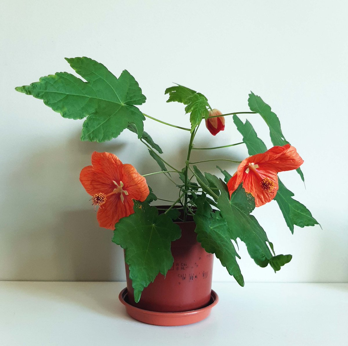 Jane Audas tweet media