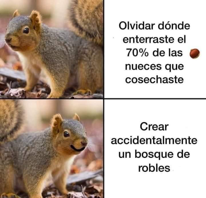 Gracias ardillas 🫂 🐿️, reforestadoras sin querer. Pero gracias a su mala memoria cada año crecen cientos de árboles. Precisando: El nogal da nueces, a ambos árboles reforestan. 😬