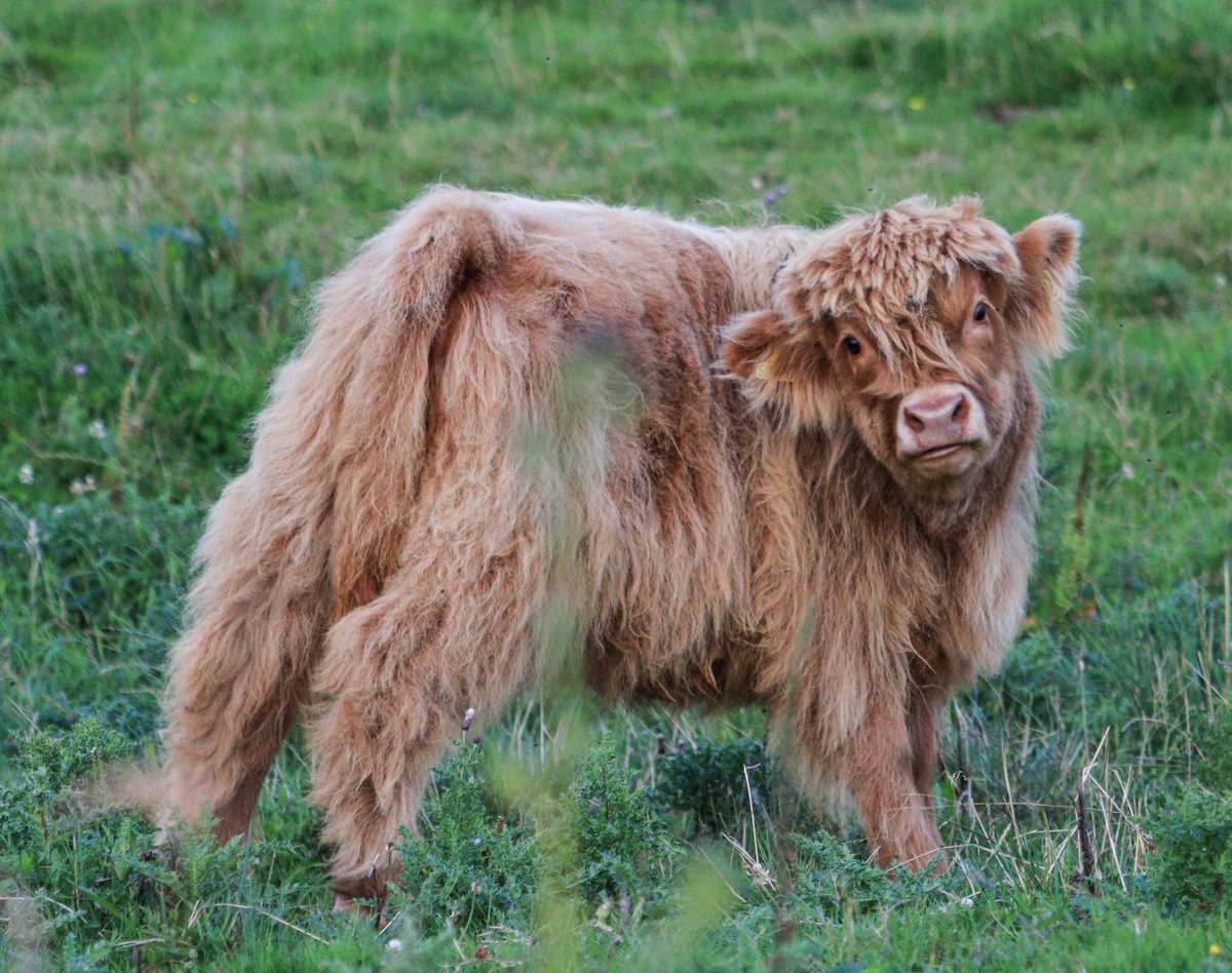 Always a pleasure to see the highland cows at <a href="/PeakedgeHotel/">Peak Edge Hotel, Red Lion Pub and Restaurant</a> :)