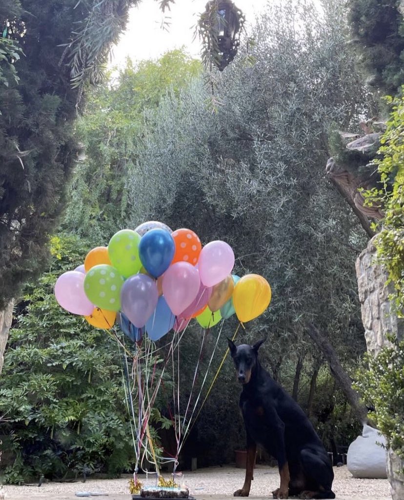 dvwnfm_'s tweet photo. it’s caesers birthday 😍😍 https://t.co/8e14JtzNv5