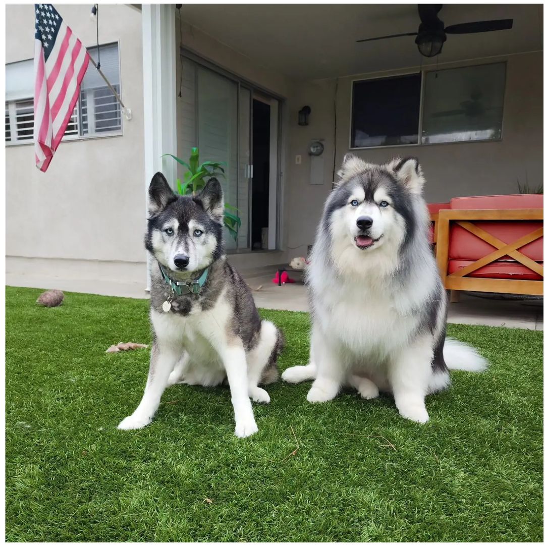 huskymafiagang's tweet photo. Hi friends
Good morning
Follow me @huskymafiagang https://t.co/FQqb0wVucV