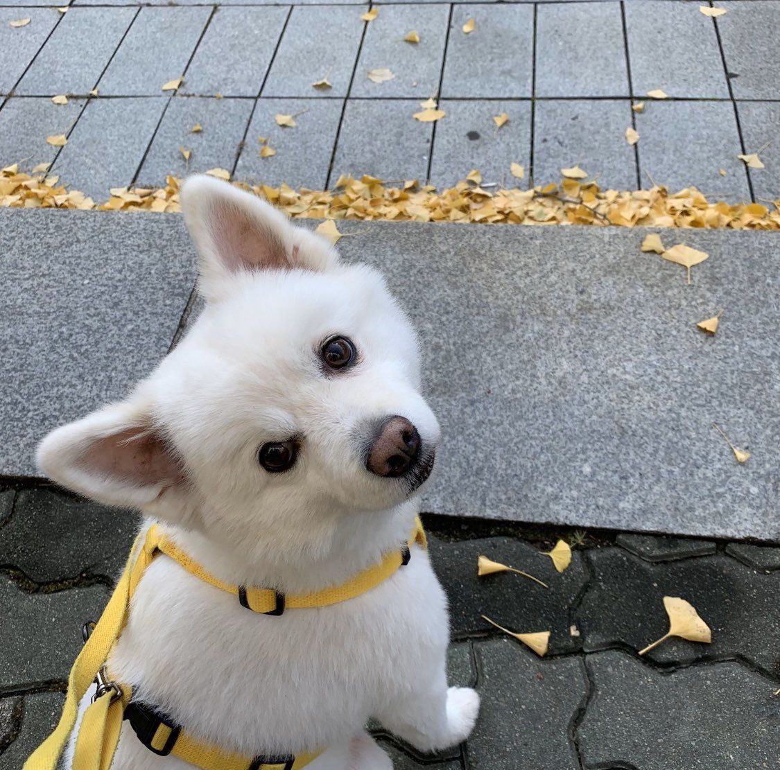 a_girlwitluv's tweet photo. MONIE you were loved by all army members, i hope you are in a better place surrounded by endless treats 😭😭 https://t.co/jI7yDPRjrg