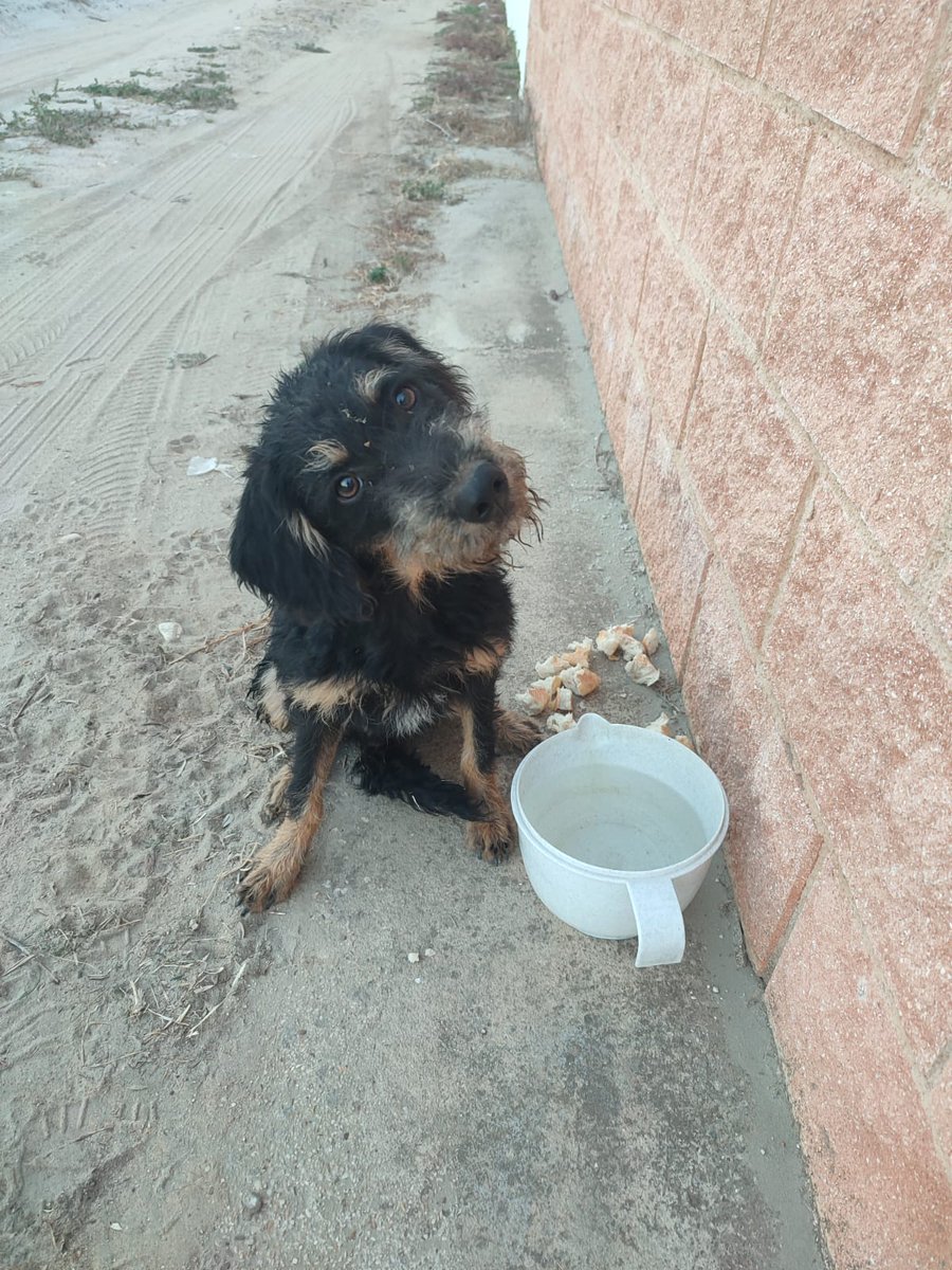 SilviaMylo's tweet photo. ⭕ Pueblo de Huelva ⭕️

Este machito de 1 año de edad va vagando por el pueblo pidiendo comida.
Unos 12 kilos,muy cariñoso.
Se esperan temperaturas de hasta 45 grados,no puede seguir en la calle!!
Se busca asociación que pueda hacerse cargo. 
665 79 20 43
 solo whatsap https://t.co/uYKjoOEN0M