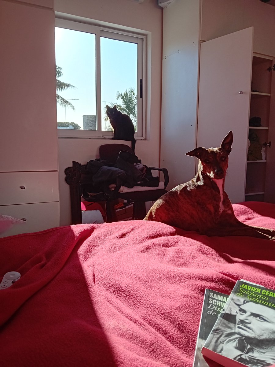 allegrettto's tweet photo. En invierno entra todo este sol a la mañana y me quedo en la cama boludeando, leyendo o tomando cafecito hasta que se va, como a las 11. Pensar que hay gente que considera a estos placeres "perder el tiempo" y se levanta a hacer cosas nunca menos inútiles, y cagándose de frío. https://t.co/jrwKEmviyP