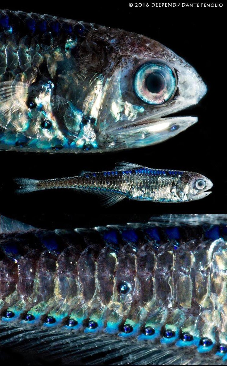 Some detail with Cocco's Lanternfish (Gonichthys cocco).  The photophores (light producing organs) are beautiful in this deep water species (lower inset).  Trawled from the Gulf of Mexico, August 2016.