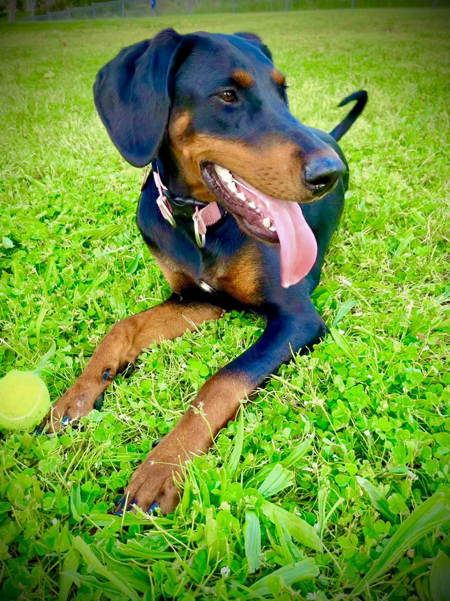 Adam_Stokesy's tweet image. #doby looking forward to puppy school tomorrow.