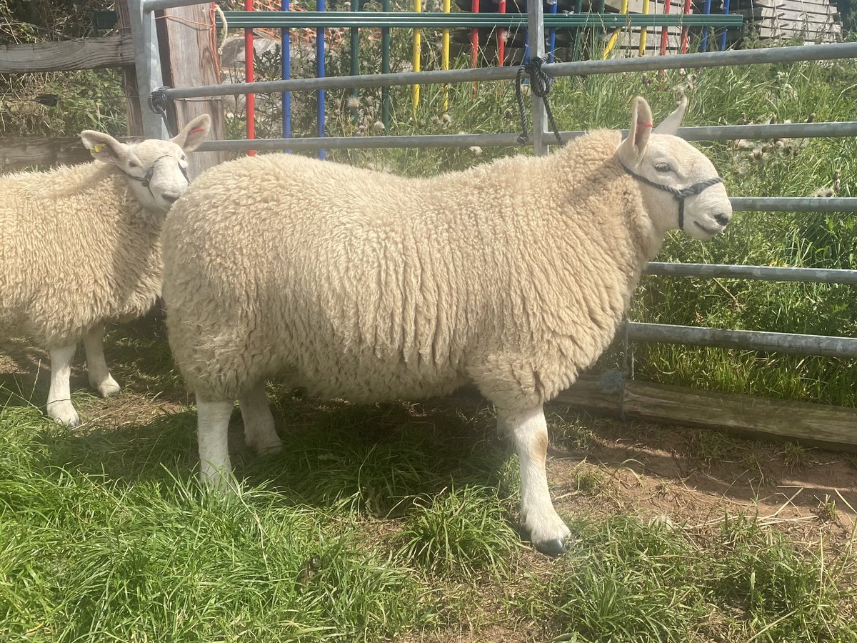 Adam Lynch tweet media