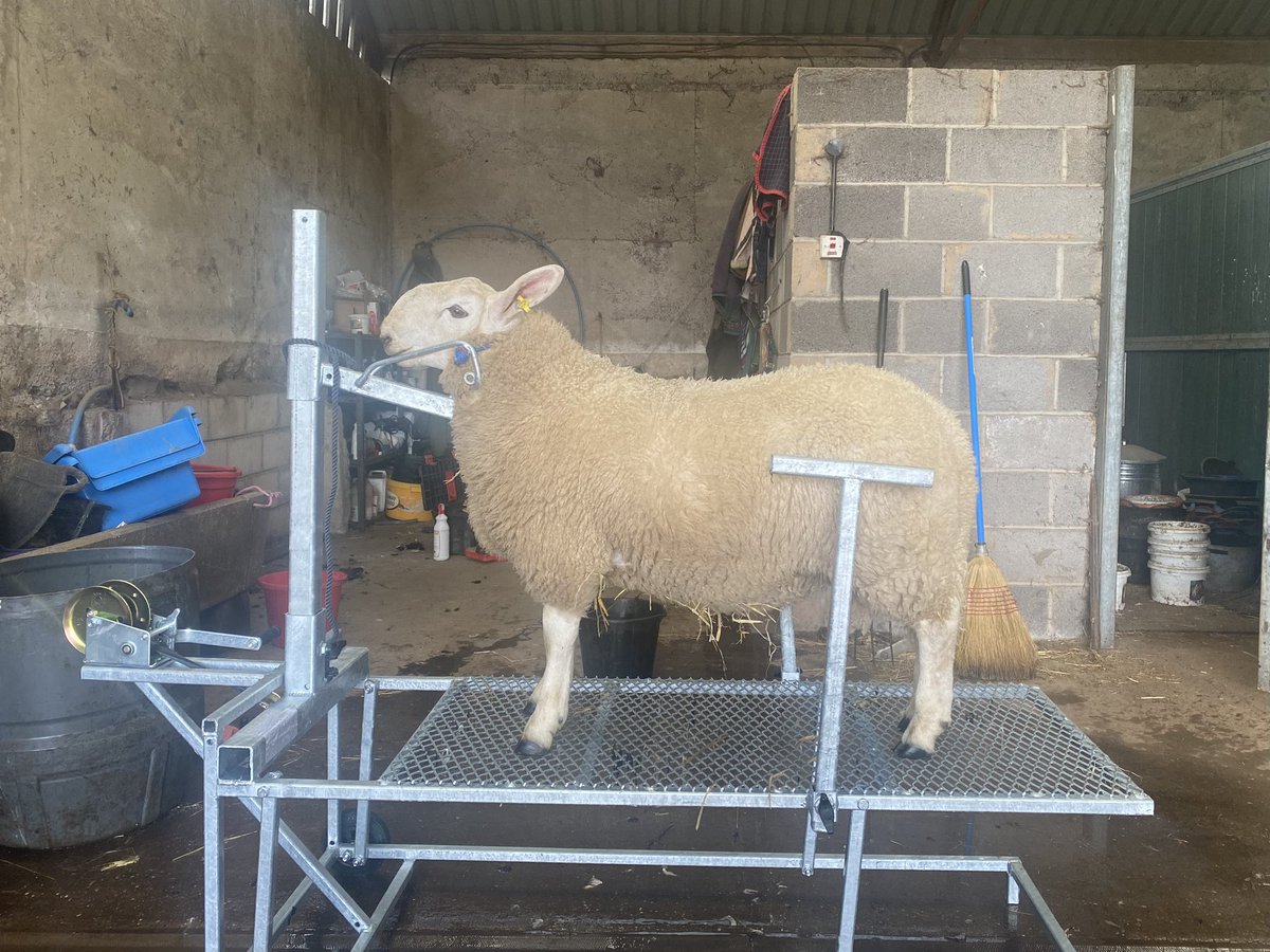 Adam Lynch tweet media