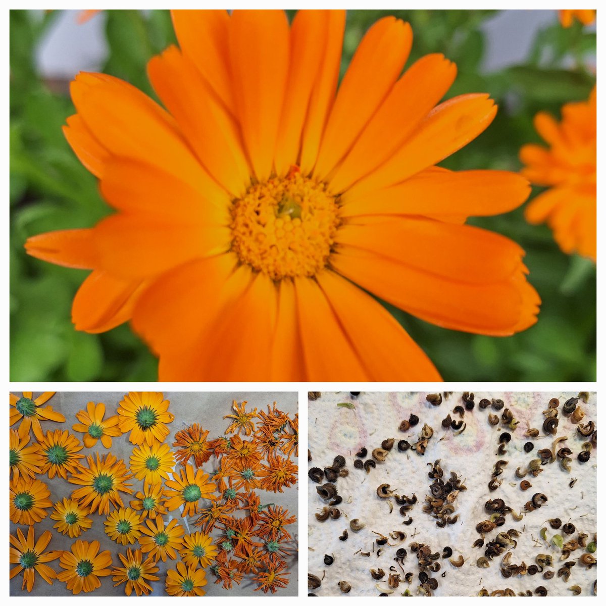 AlisonP170906's tweet image. Looking forward to getting back into @autismprovision Tiny Farm with our YP,  to harvest/dry our calendula flowers to make oil for soap, and dry seeds for next years crop. #STEM #outdoorlearning #creativecurriculum @RHSSchools