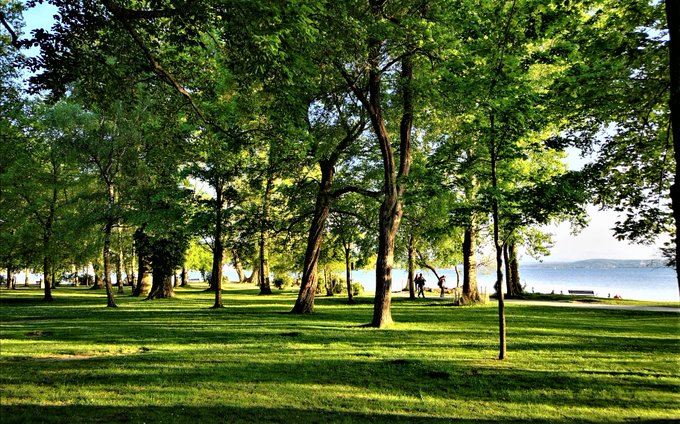 Greenisamissio1's tweet photo. Trees filter CO2, carbon monoxide or Sulphur dioxide from the air. But also tire and brake abrasion, soot particles and aerosols. 99 out of 100 particles can be filtered in this way. A 100-year-old tree frees the atmosphere from about one tone of dust per year.💚☘️🌱🌲🌳🌿🍀💚 https://t.co/CQc0HOU0Jd
