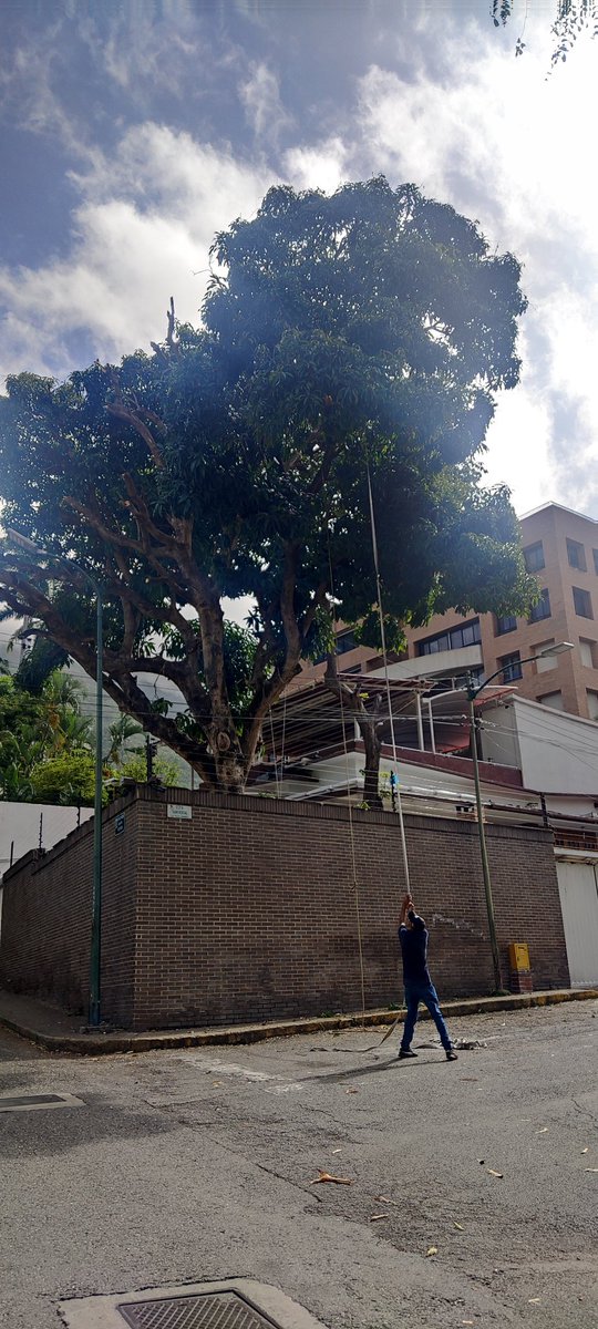 anailli's tweet photo. Qepd otro árbol.
En la 5ta av de Los Palos Grandes.
Sin razón ni compasión lo están talando desde ayer. 🥺💔
#chacao #lospalosgrandes #arbol https://t.co/N3P1gobz3z
