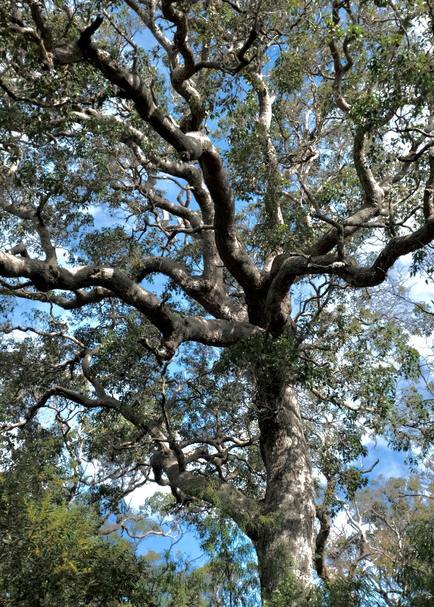 Grow forth and flourish - tree wisdom by Marri 🍃
(Corymbia calophylla)
#eucbeaut #WesternAustralia