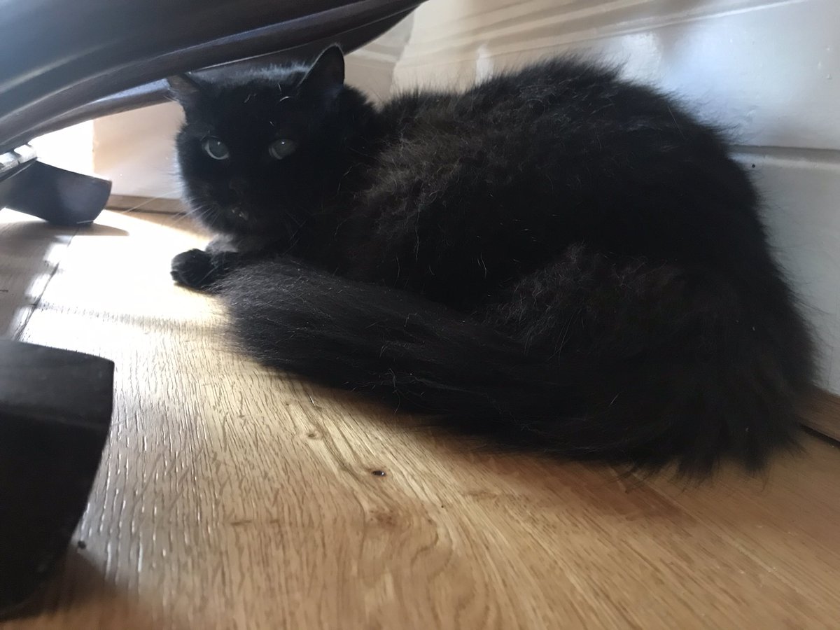 Catswhiskersuk's tweet photo. Nourishing Bramble's independent spirit with meals served on her schedule. 🍽️🖤 Our introvert feline knows when it's time for a feast! #BramblesMeals #IndependentCat https://t.co/EZ0xs8XuDG