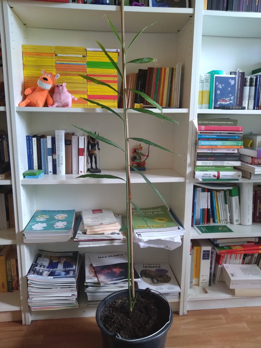 andreas_spr's tweet photo. Kleines Update vom Ingwer:
Er gedeiht prächtig, würde ich mal behaupten. Immerhin bildet sich da ein Nebentrieb 🫣
#plantcontent https://t.co/bZRCdLGO4q