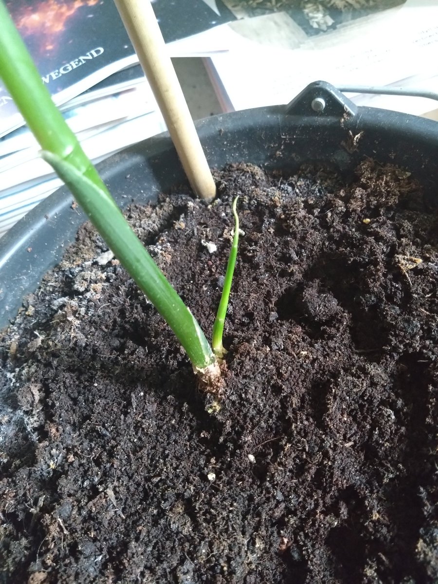 andreas_spr's tweet photo. Kleines Update vom Ingwer:
Er gedeiht prächtig, würde ich mal behaupten. Immerhin bildet sich da ein Nebentrieb 🫣
#plantcontent https://t.co/bZRCdLGO4q