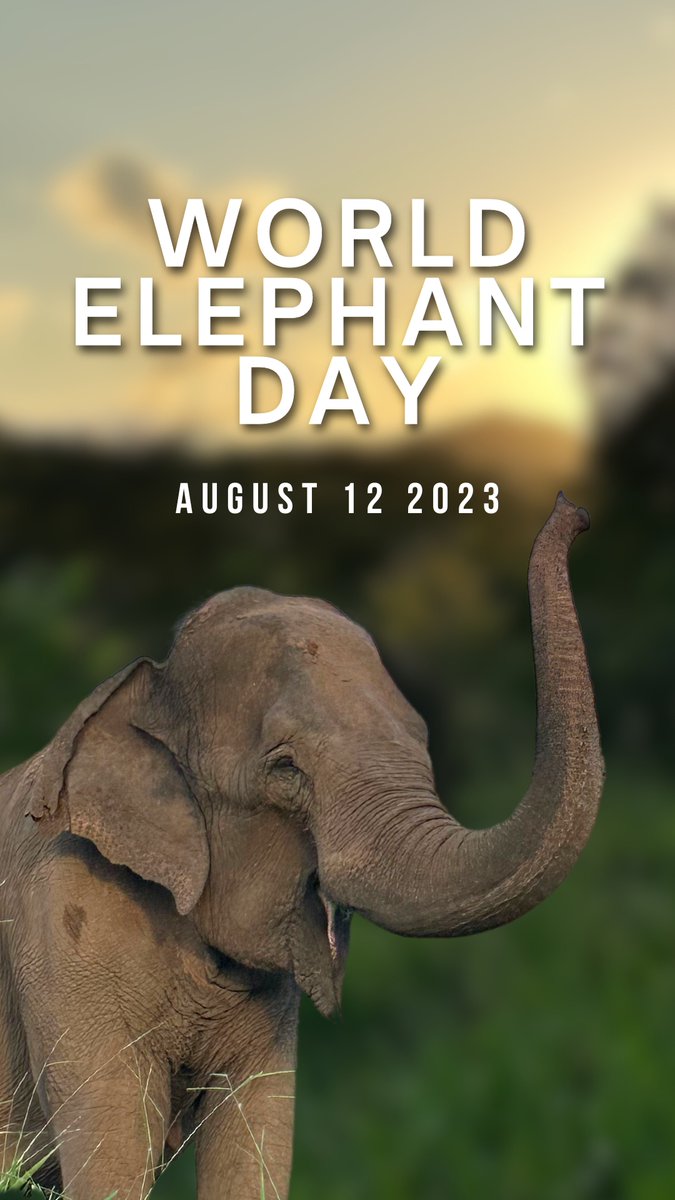 GlobalElephants's tweet photo. Happy #WorldElephantDay! What an honor it is to work every day to fight for such an incredible species. 💚🐘 https://t.co/56e9gzsl1C
