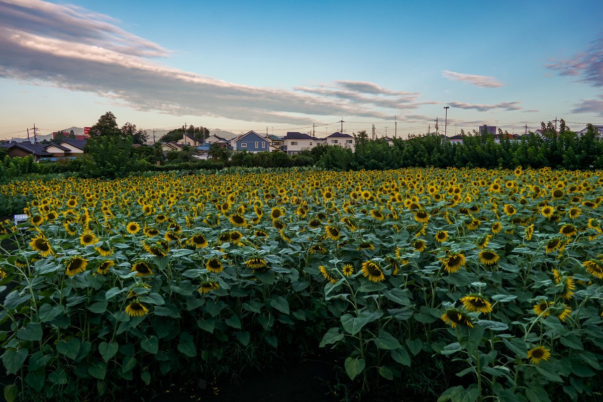 Tessai_crmoroad's tweet photo. At Nanmachi Sunflower Field.
#roadbike #chromoly #cyclingpics #landscape #rotorbike #ShimanoRoad #morningride #ridesolo #bluesky #flowers #sunflower #machidacity
#ロードバイク #クロモリロード #風景 #青空 #花 #向日葵 #ひまわり #ひまわり畑 #なんまちひまわり畑 https://t.co/K7TV4VT3uR