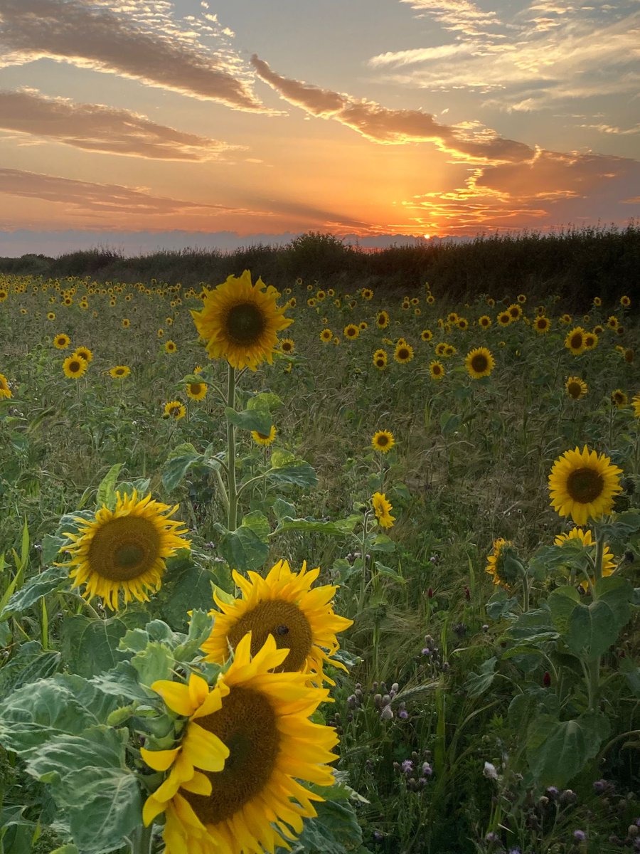 Friday's buoy (in need of decoration) <a href="/purplepuffin/">Andy Cook</a> #seaford #seaswimming #buoyswimming #dryrobeterritory #sunflowers